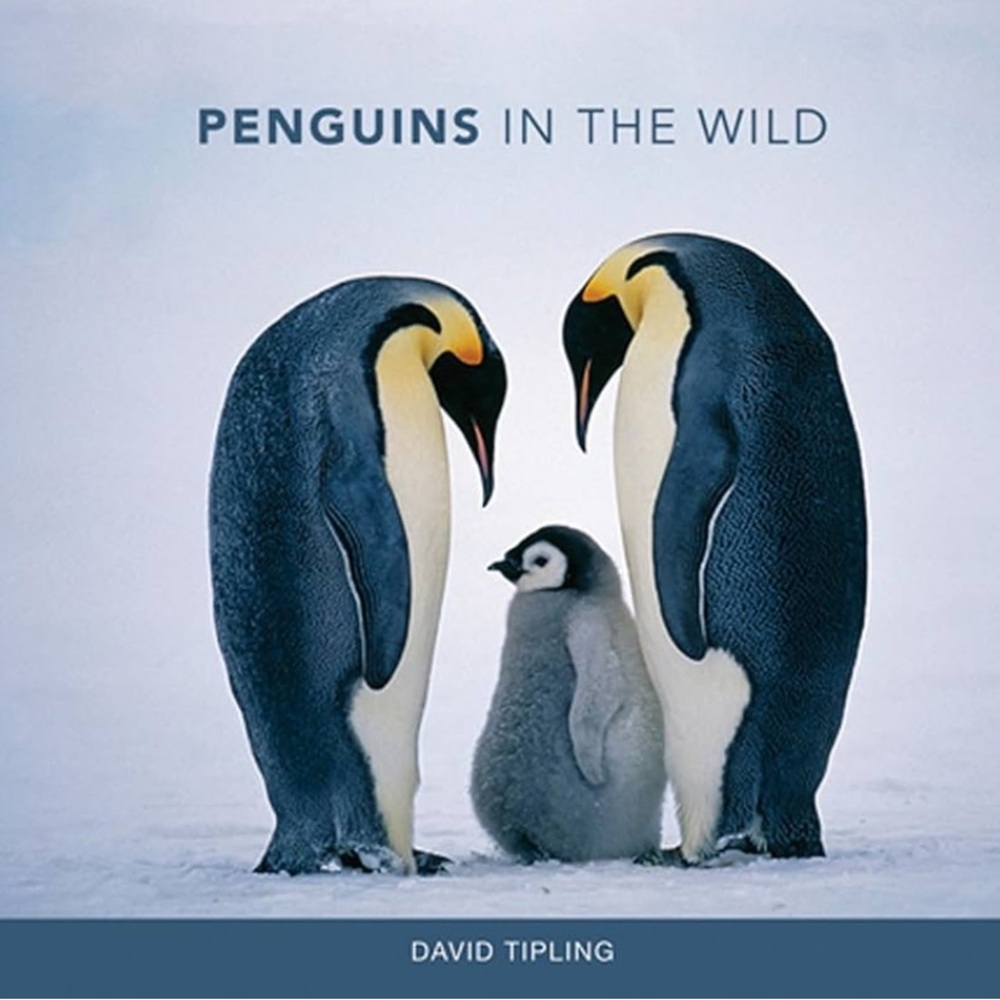 Penguins in the Wild